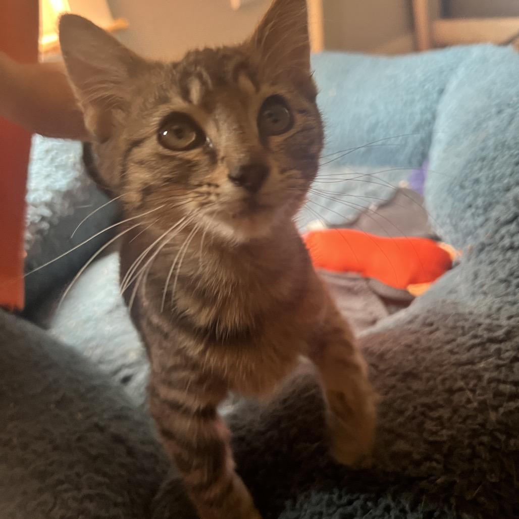 Enlarge Branch, a Adoptable Domestic Short Hair in Chillicothe, IL image 2/3