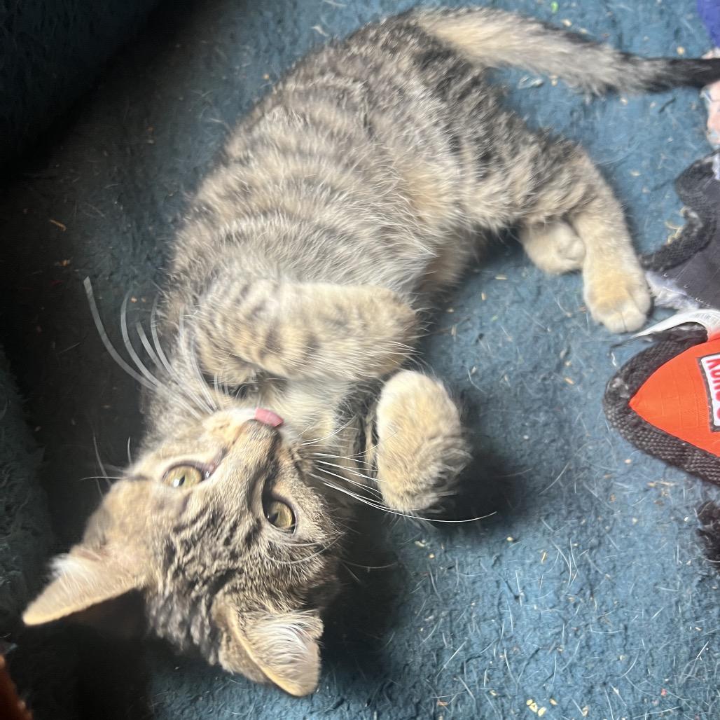 Enlarge Branch, a Adoptable Domestic Short Hair in Chillicothe, IL image 3/3