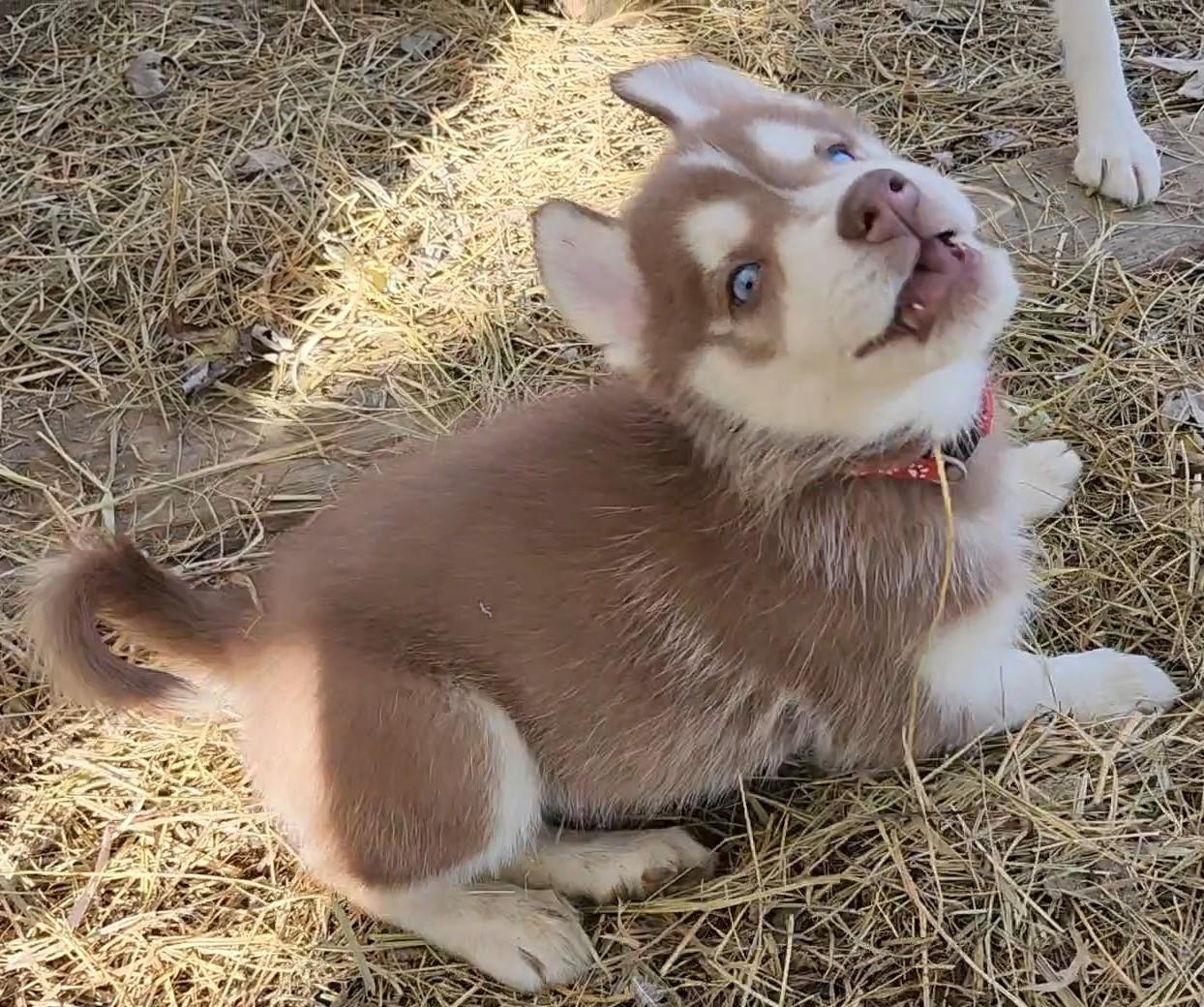 Harvest Moon, Adoptable, Puppy Male Siberian Husky.