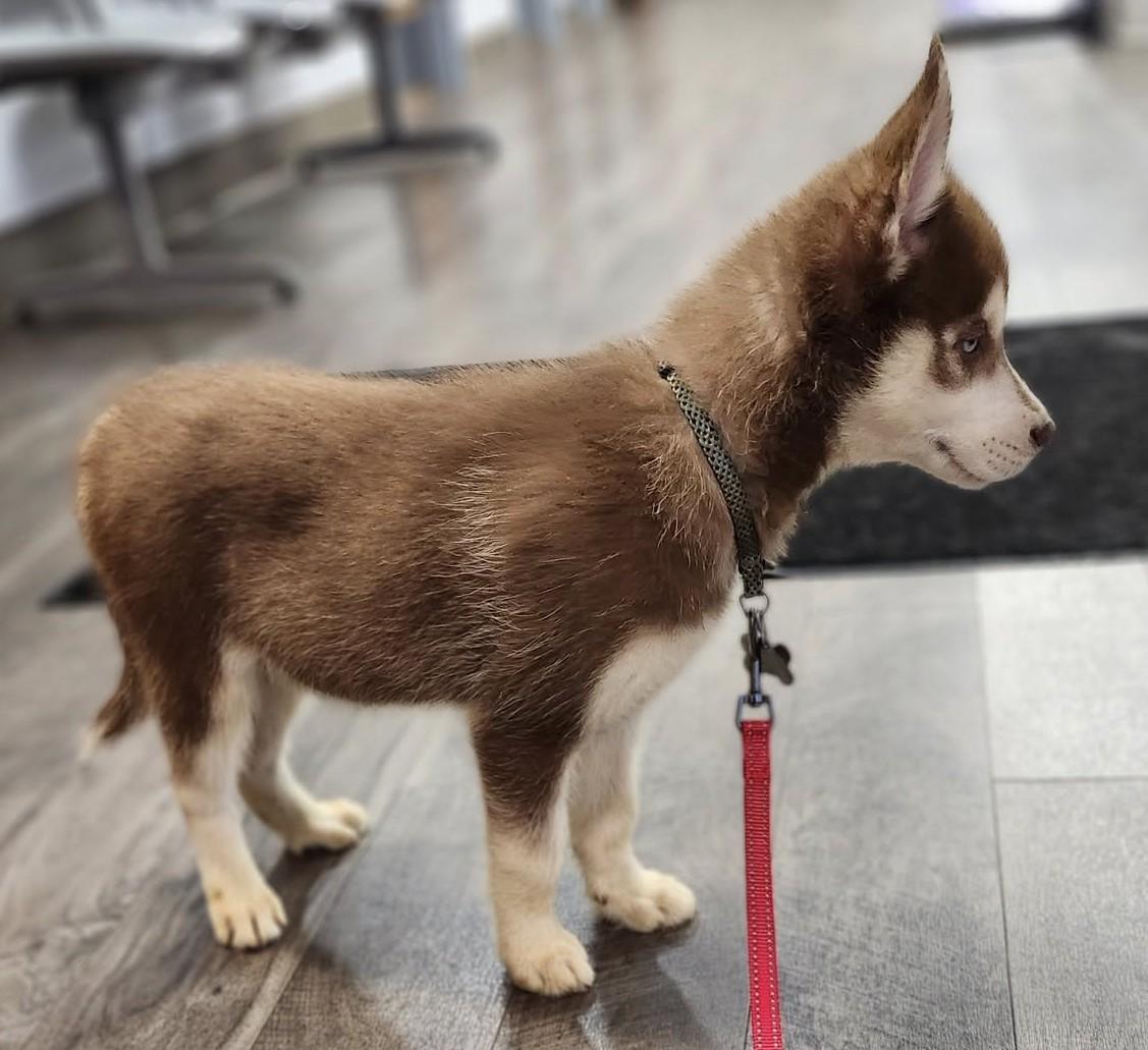 Harvest Moon thumbnail 2