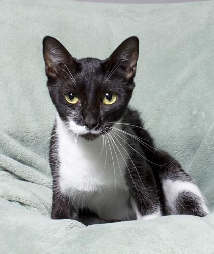 Milkyway, a Adoptable Domestic Short Hair in Santa Paula, CA image 2/6