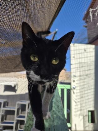 Milkyway, a Adoptable Domestic Short Hair in Santa Paula, CA image 3/6