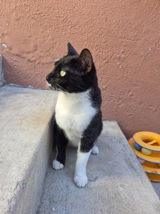 Milkyway, a Adoptable Domestic Short Hair in Santa Paula, CA image 6/6