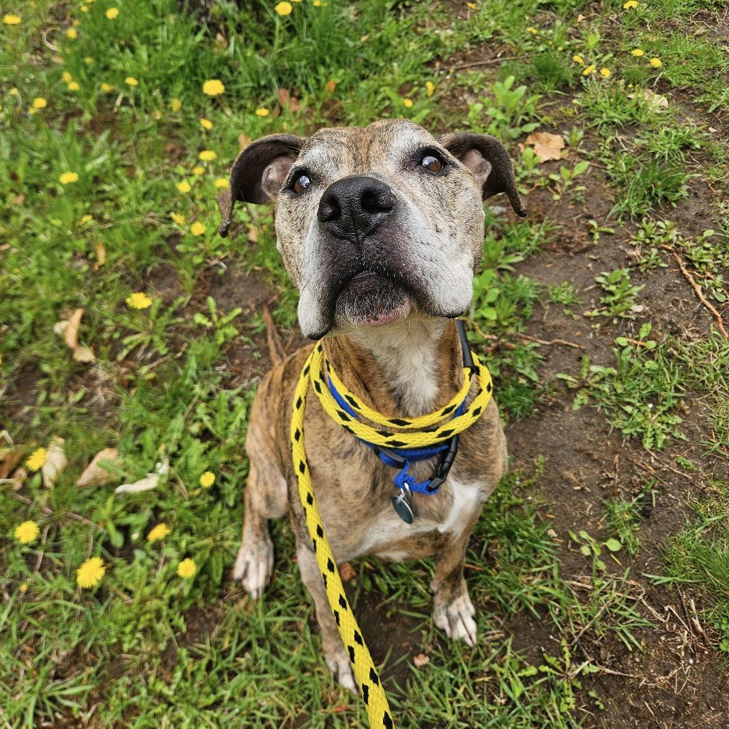 Remington-Available Soon!, Adoptable, Senior Male Boxer & Mixed Breed.