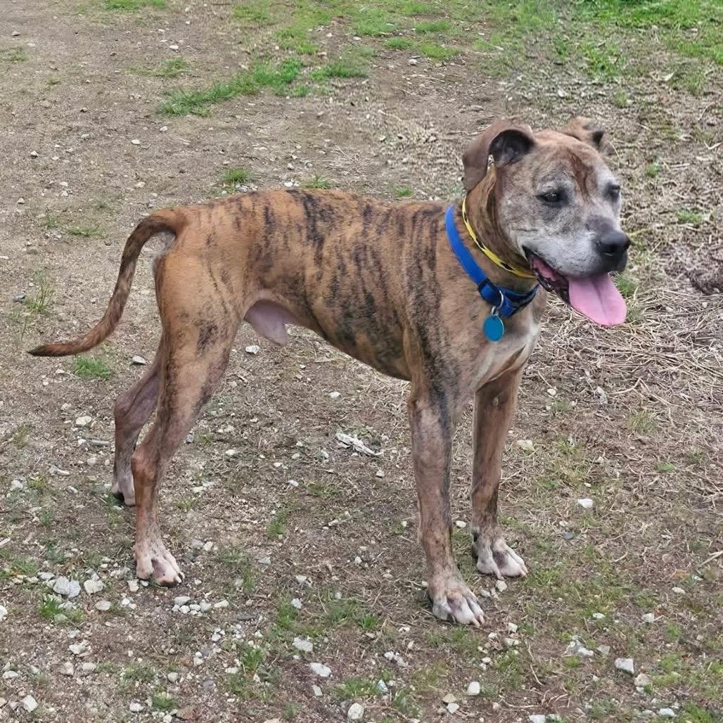 Enlarge Remington- Adoption Fee Sponsored!, a Adoptable mixed breed in Conway, NH image 2/6