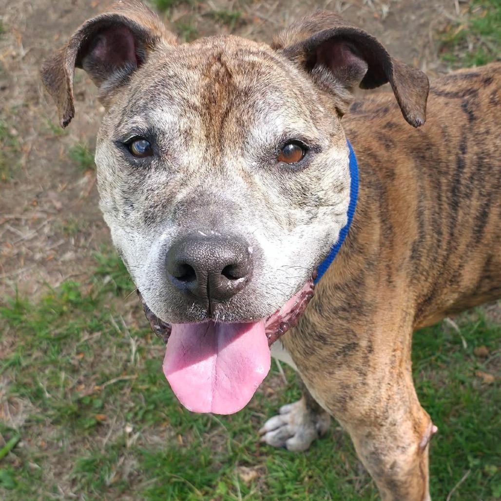 Enlarge Remington-Available Soon!, a Adoptable mixed breed in Conway, NH image 3/6