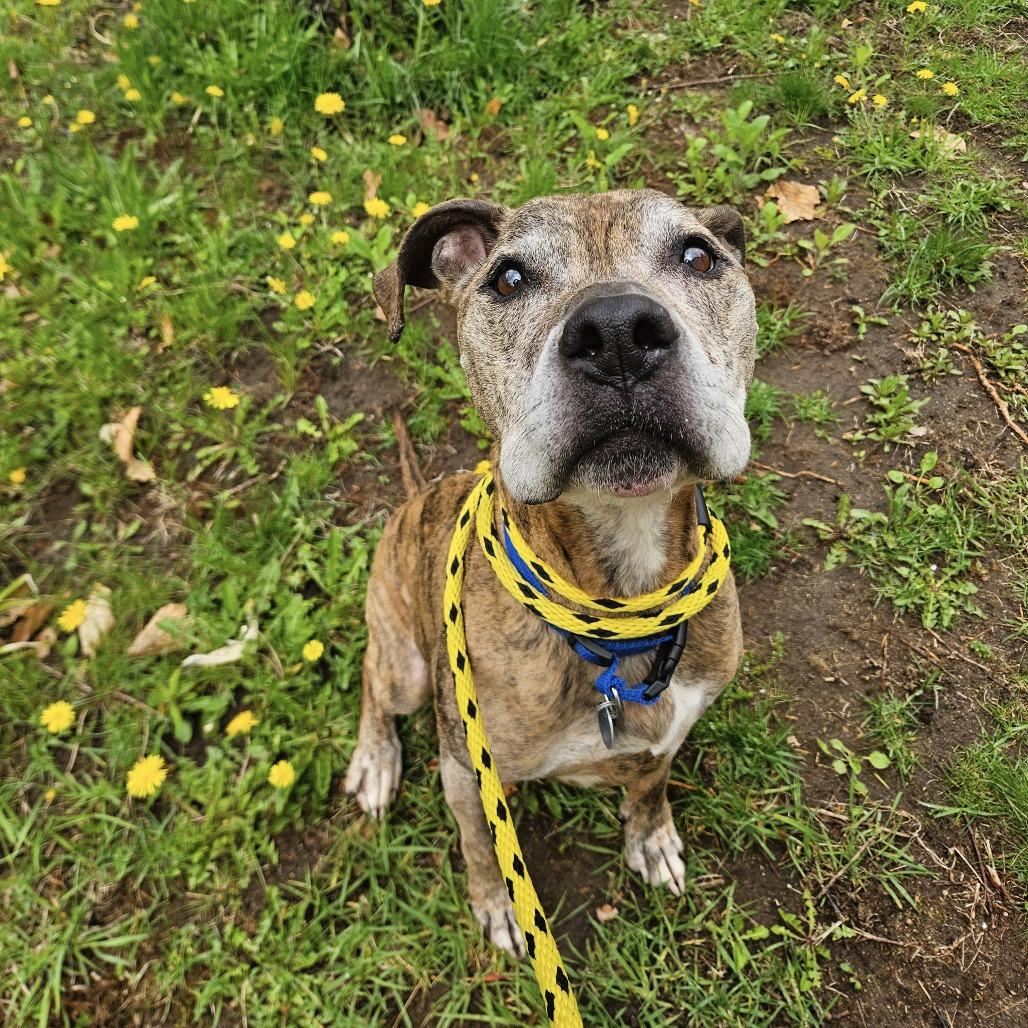 Enlarge Remington-Available Soon!, a Adoptable mixed breed in Conway, NH image 4/6