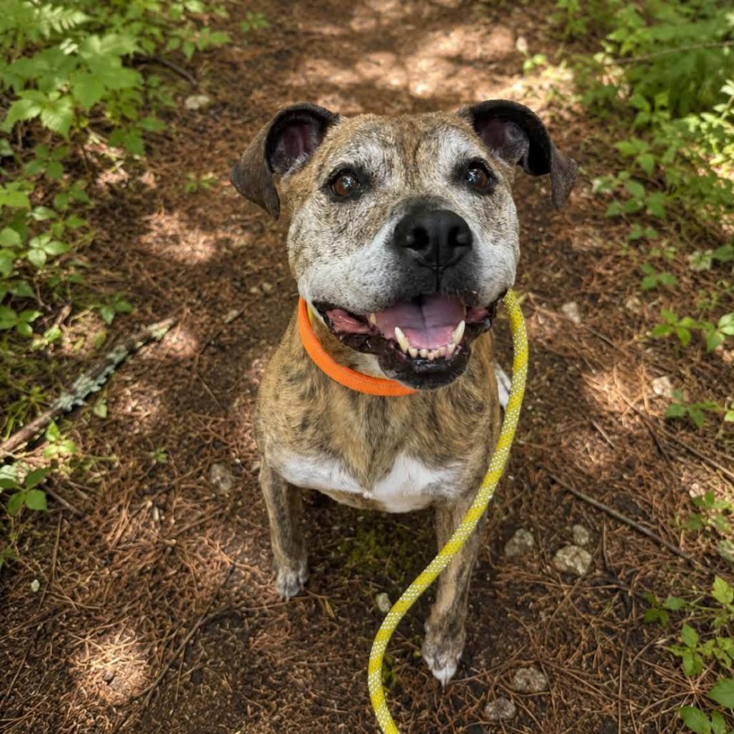 Remington-Available Soon!, a Adoptable mixed breed in Conway, NH image 4/6
