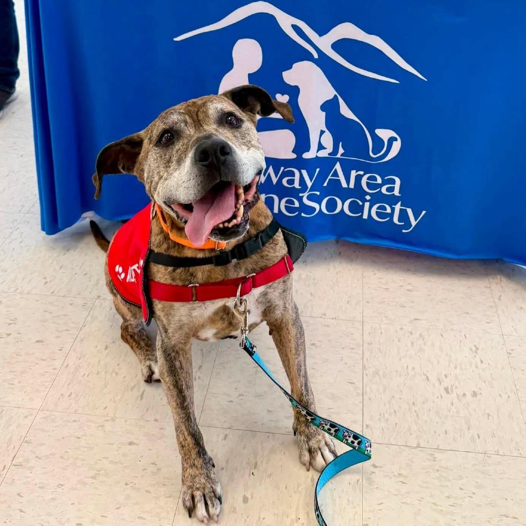 Enlarge Remington- Adoption Fee Sponsored!, a Adoptable mixed breed in Conway, NH image 5/6