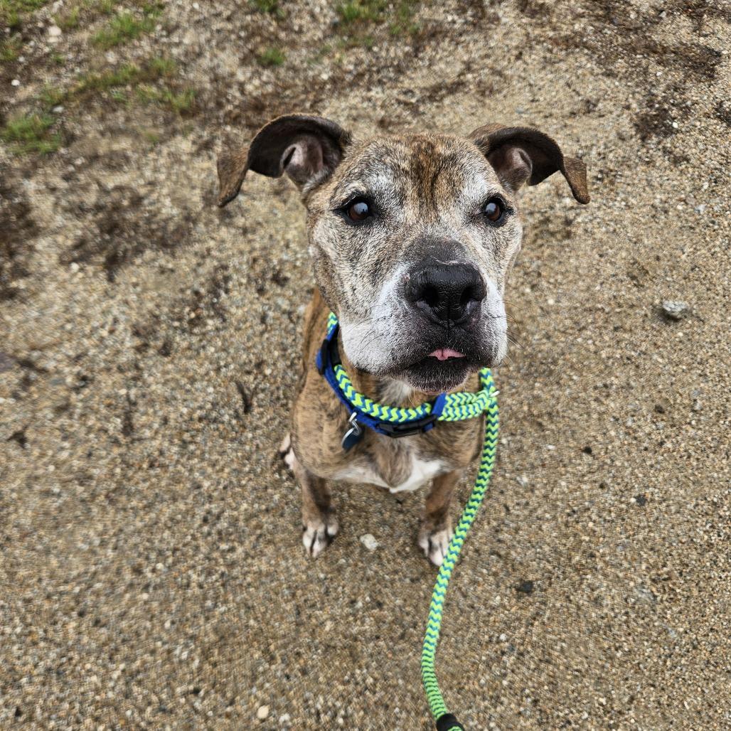 Enlarge Remington-Available Soon!, a Adoptable mixed breed in Conway, NH image 5/6