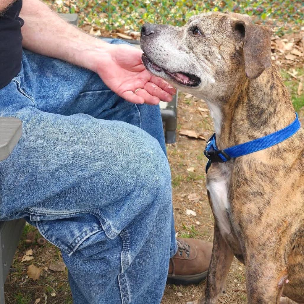 Enlarge Remington-Available Soon!, a Adoptable mixed breed in Conway, NH image 6/6