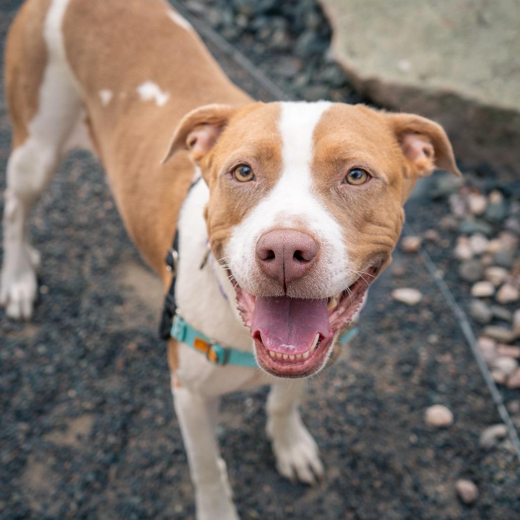 Jolene, Adoptable, Adult Female Pit Bull Terrier.
