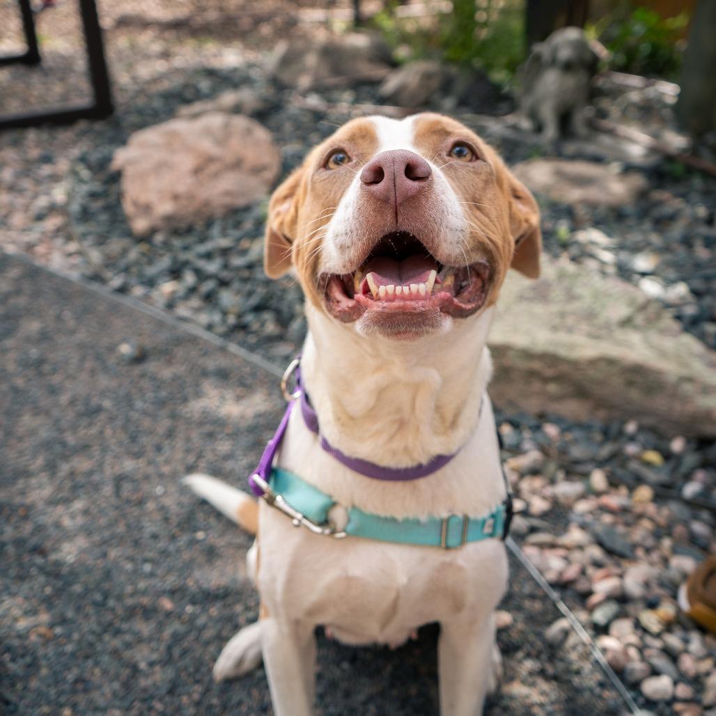 Enlarge Jolene, a Adoptable Pit Bull Terrier in Cheyenne, WY image 2/6
