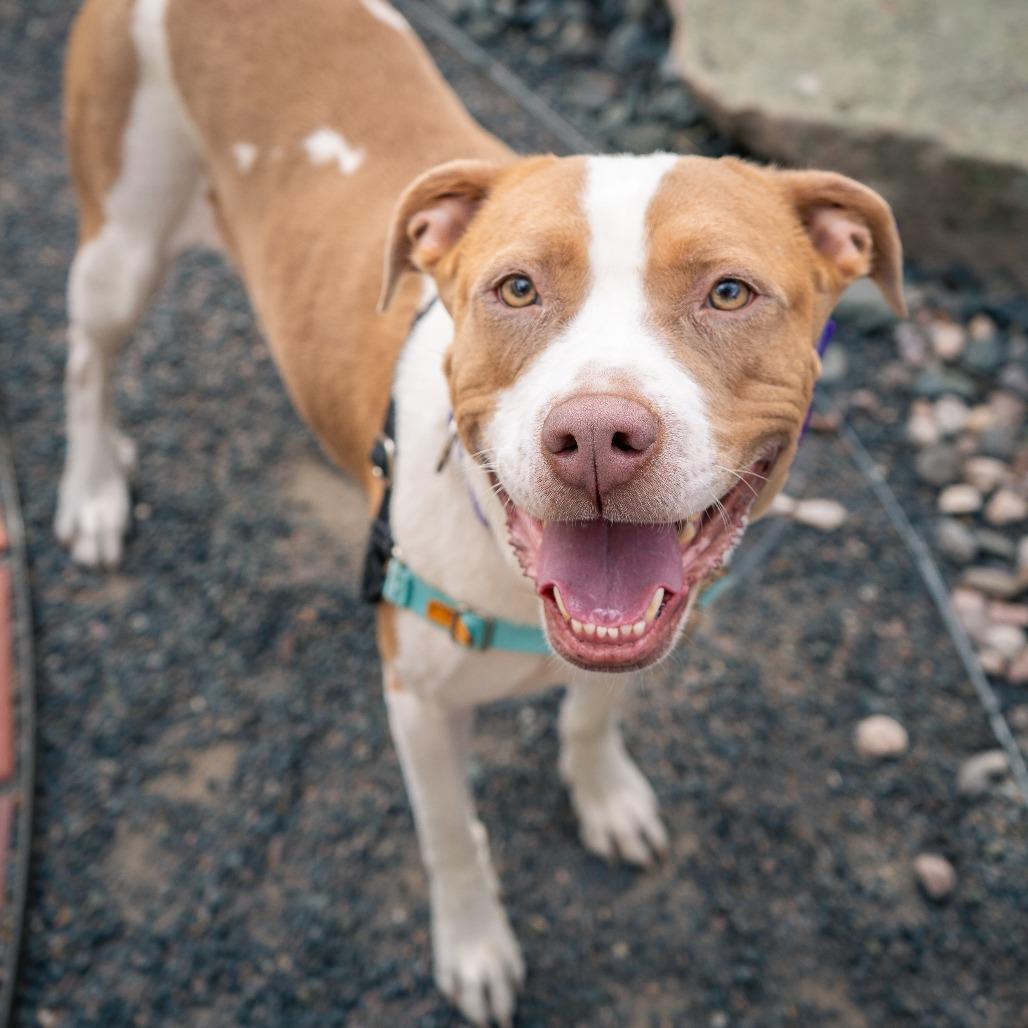 Enlarge Jolene, a Adoptable Pit Bull Terrier in Cheyenne, WY image 3/6