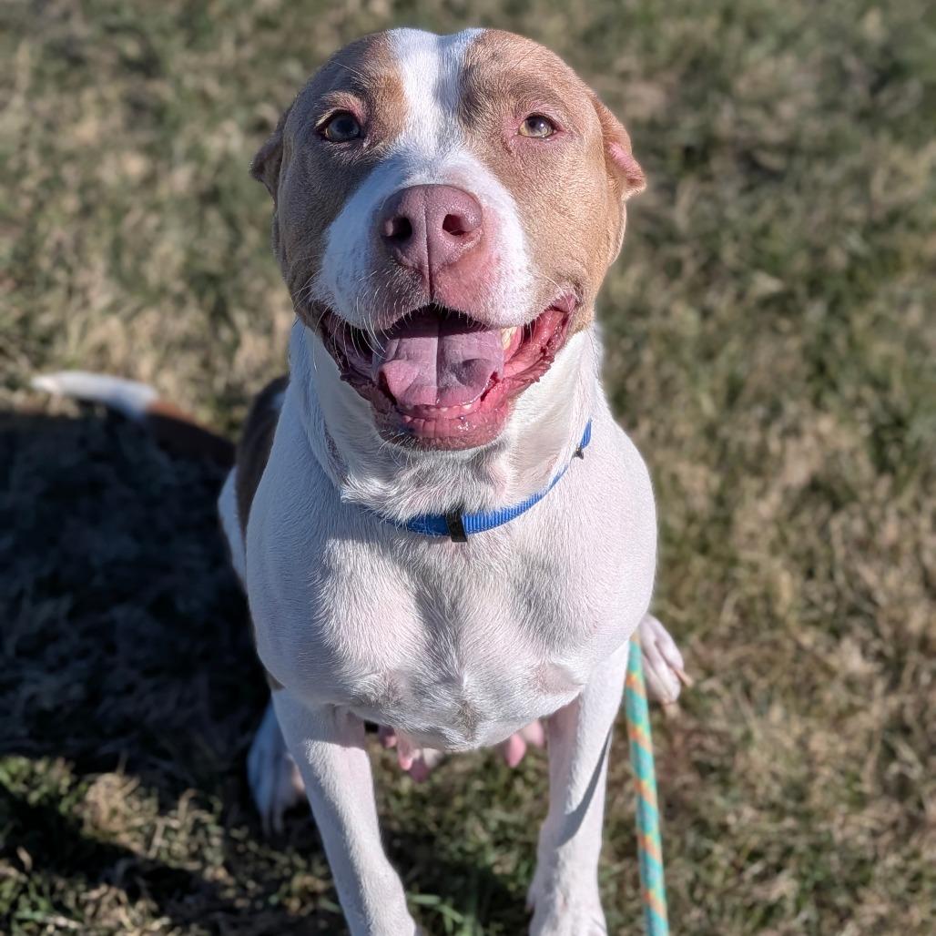 Enlarge Bean, a Adoptable Pit Bull Terrier in Cheyenne, WY image 1/3