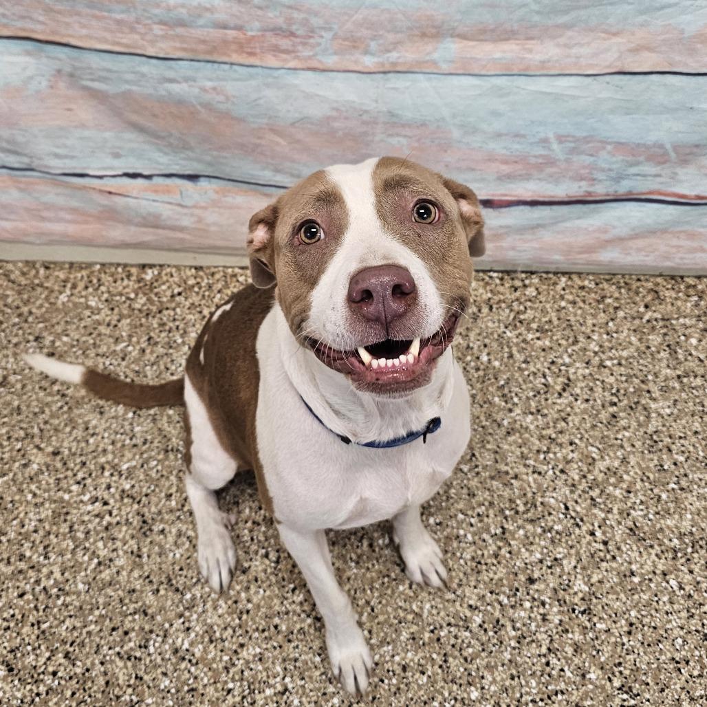 Enlarge Bean, a Adoptable Pit Bull Terrier in Cheyenne, WY image 2/3