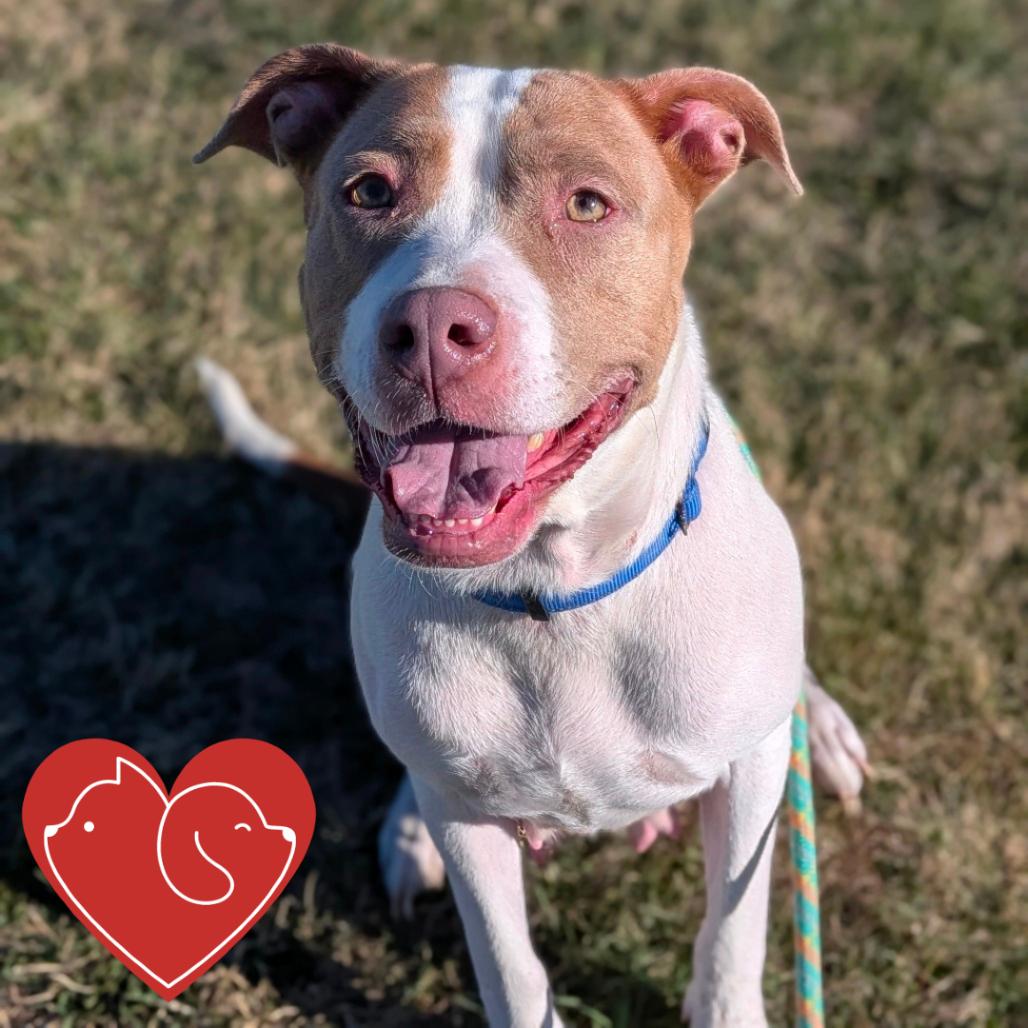 Enlarge Bean, a Adoptable Pit Bull Terrier in Cheyenne, WY image 3/3