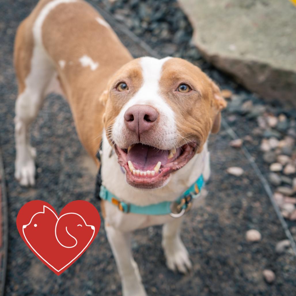 Enlarge Jolene, a Adoptable Pit Bull Terrier in Cheyenne, WY image 6/6