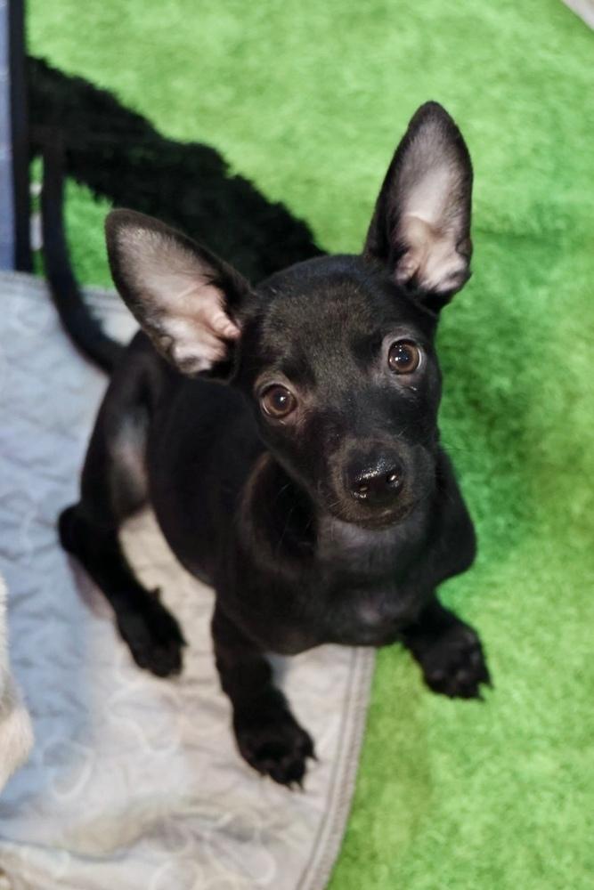 Werple, Adoptable, Puppy Female Chihuahua.