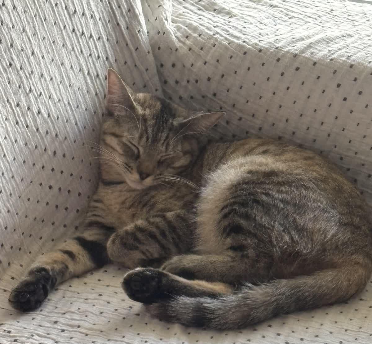 Ruby, Adoptable, Kitten Female American Shorthair.