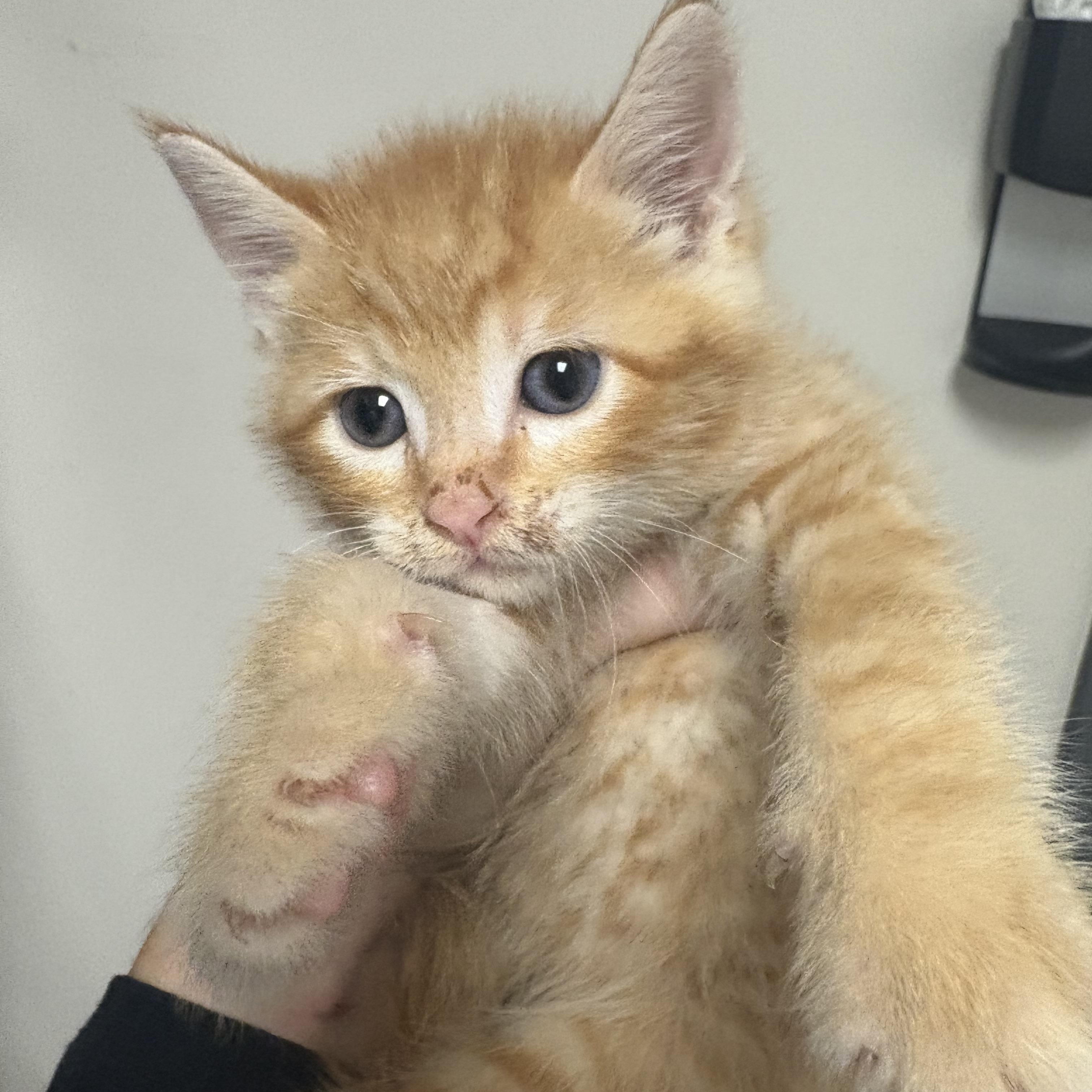 Enlarge Candy Corn, a Adoptable Domestic Short Hair in Blue Springs, MO image 1/1
