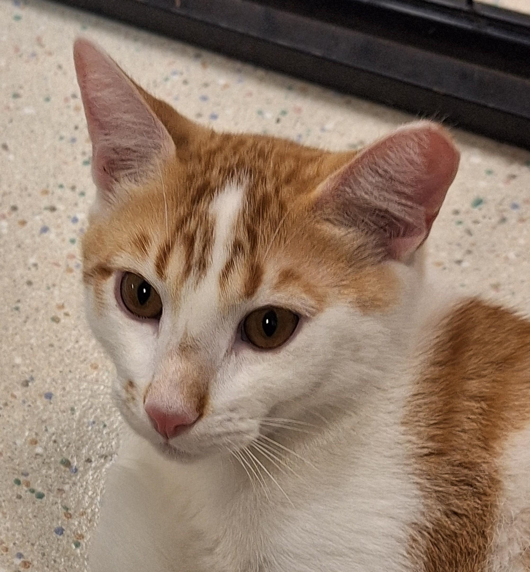 Enlarge Simon, an adopted mixed breed in Spokane, WA image 2/3