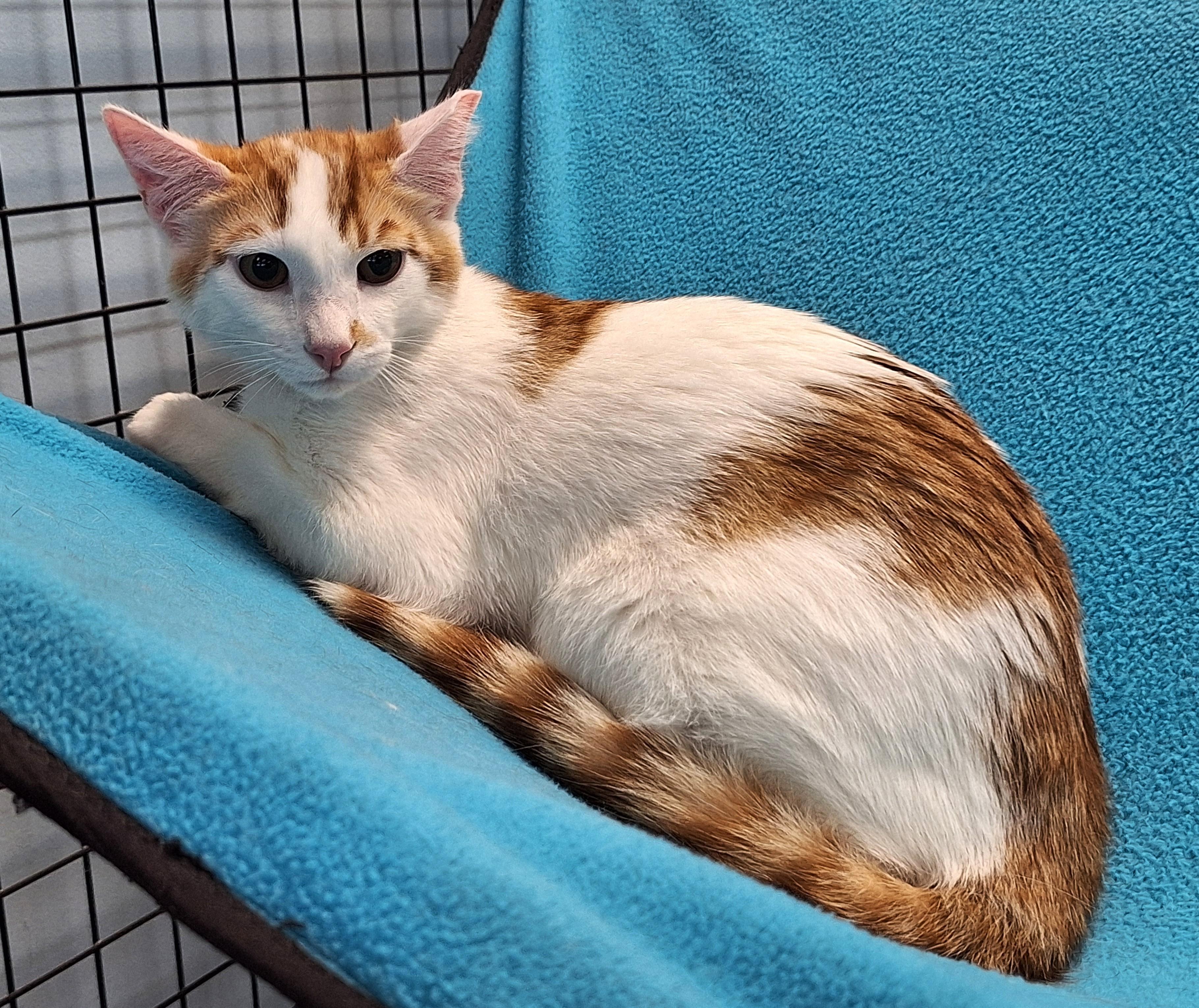 Enlarge Simon, an adopted mixed breed in Spokane, WA image 3/3