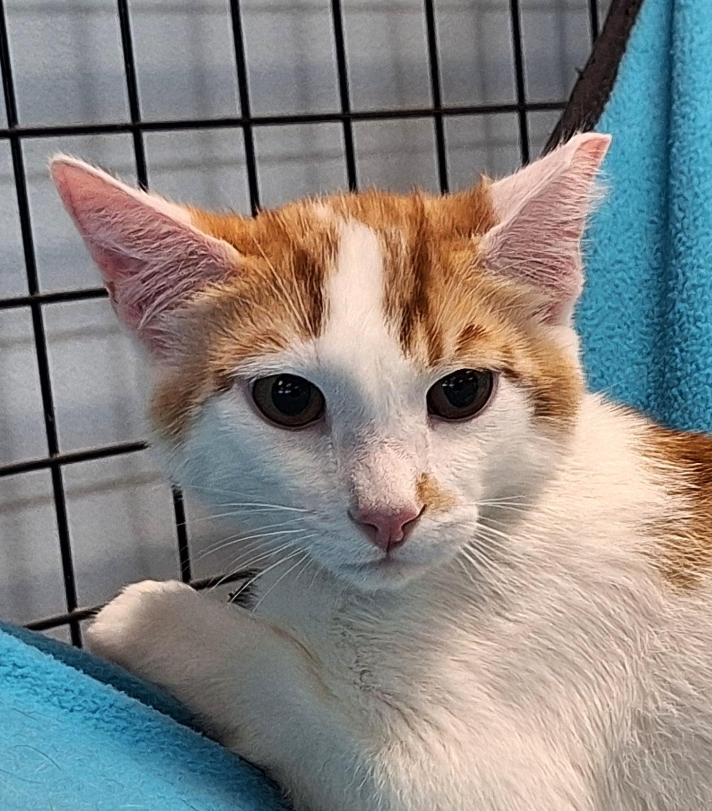 Simon, adopted, Young Male Domestic Short Hair.