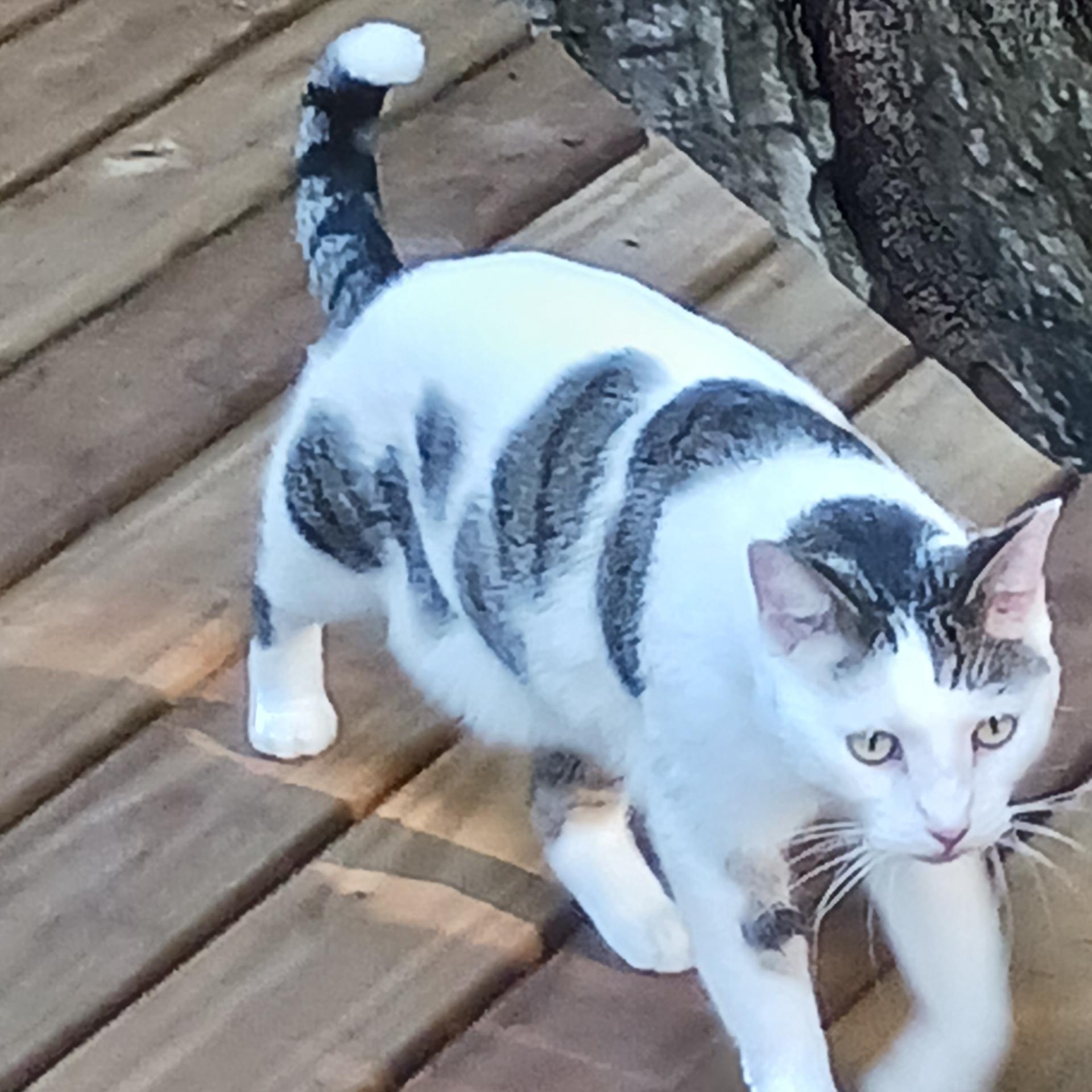 Lovey, a Adoptable Domestic Short Hair in Logansport, IN image 2/2