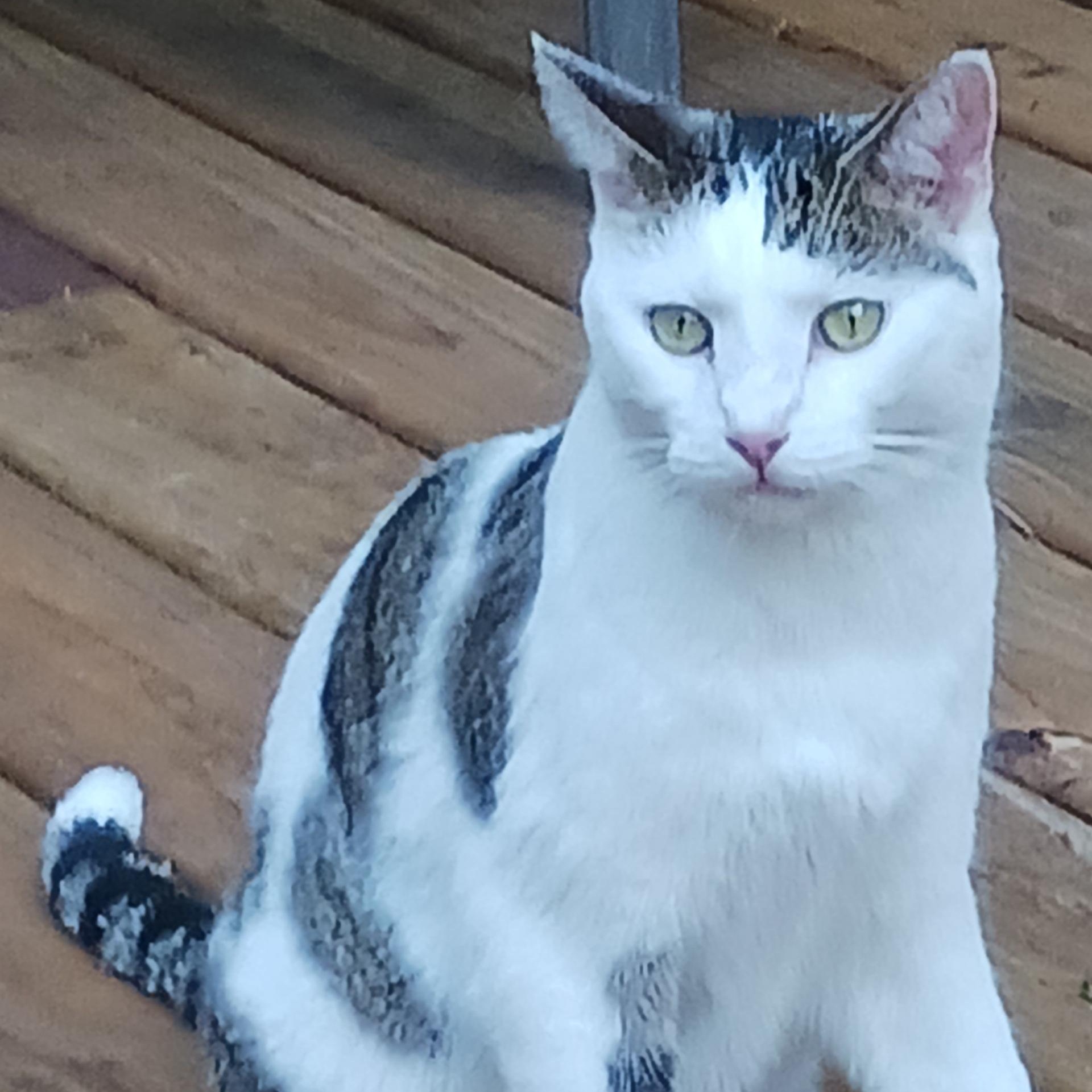 Lovey, a Adoptable Domestic Short Hair in Logansport, IN image 1/2