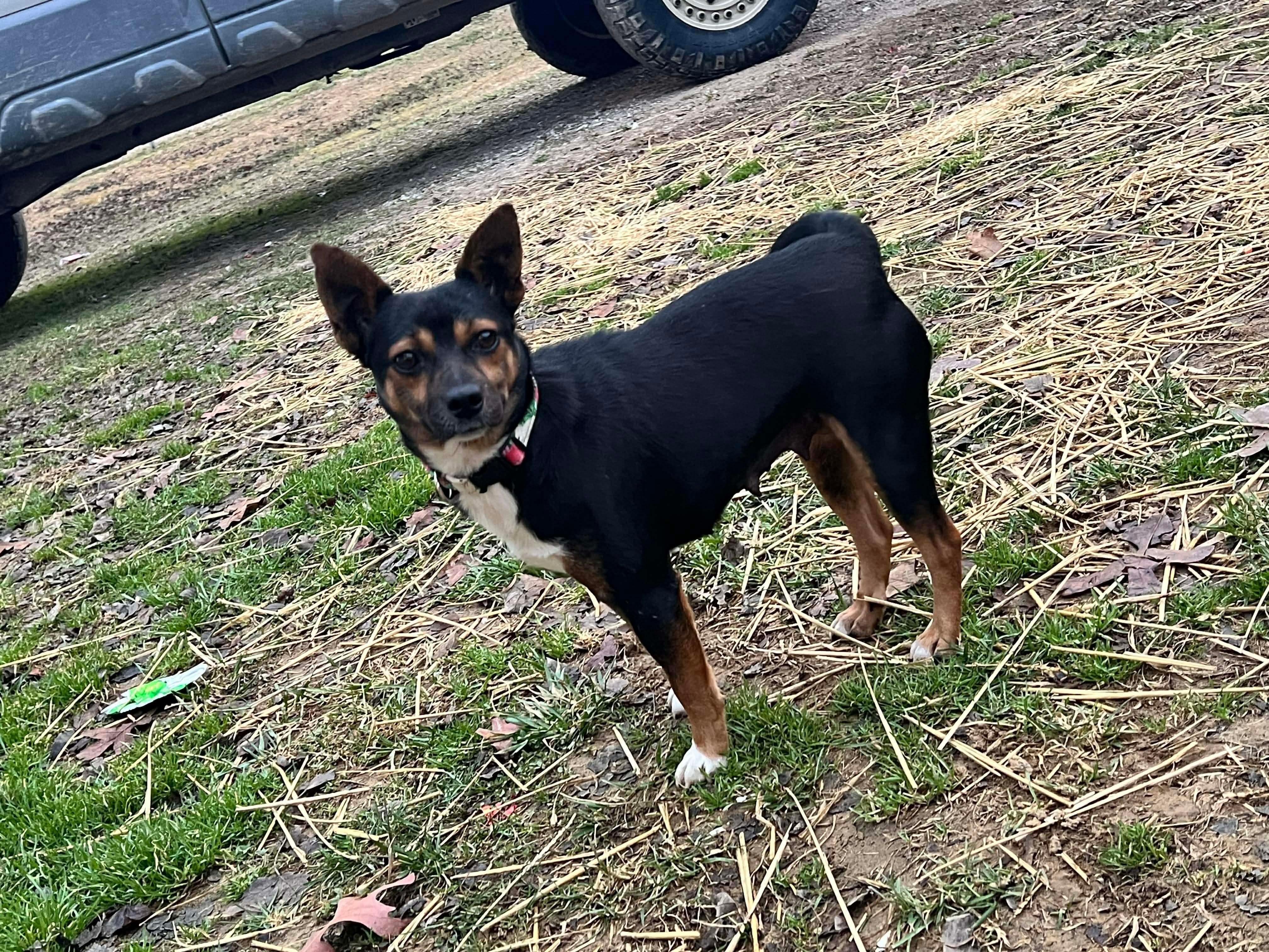 Bailee, an adopted mixed breed in Westwood, NJ image 4/6