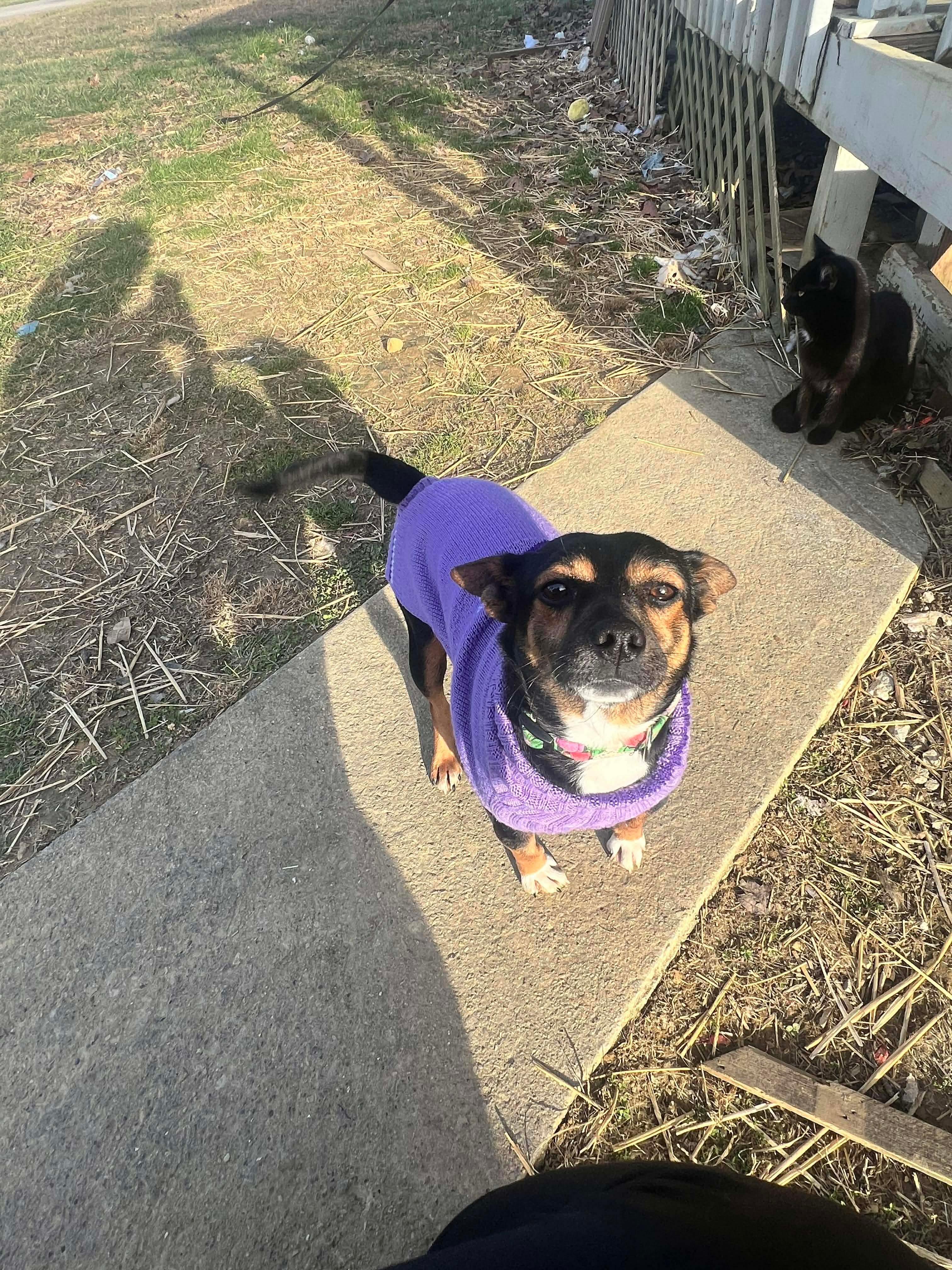 Bailee, an adopted mixed breed in Westwood, NJ image 3/6