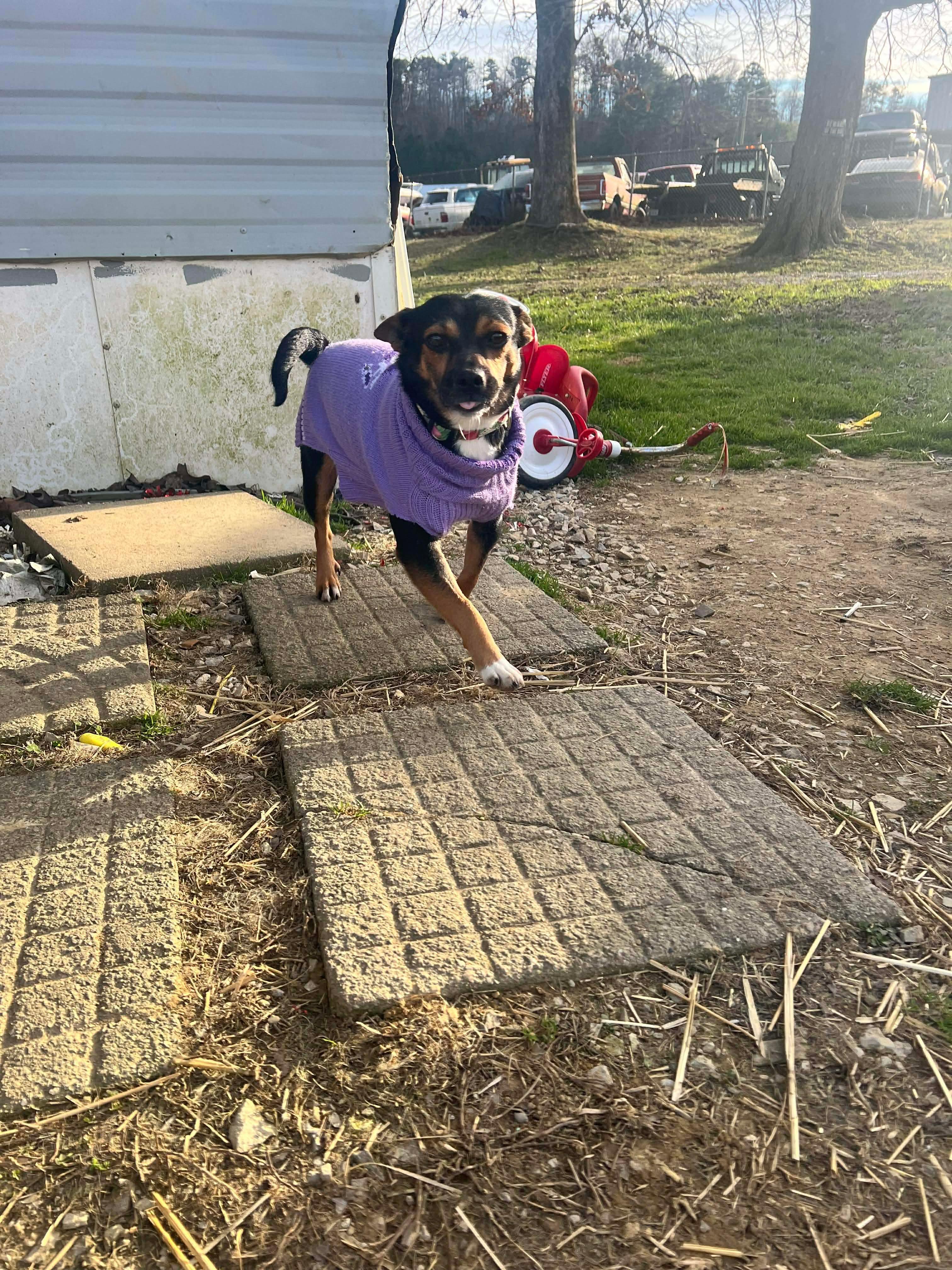 Bailee, an adopted mixed breed in Westwood, NJ image 2/6