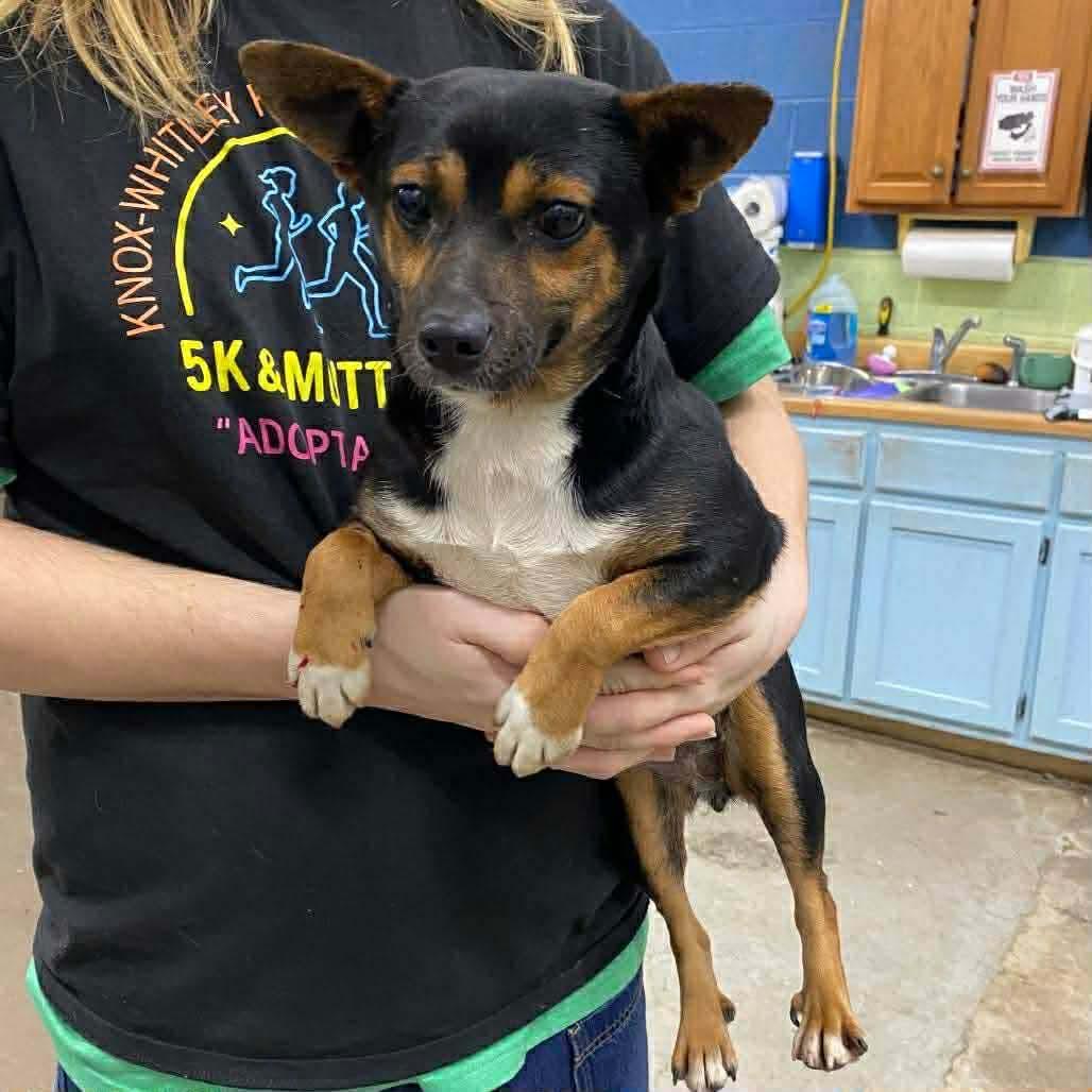 Bailee, adopted, Young Female Chinook.