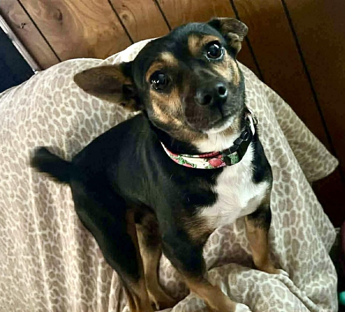 Bailee, an adopted mixed breed in Westwood, NJ image 5/6