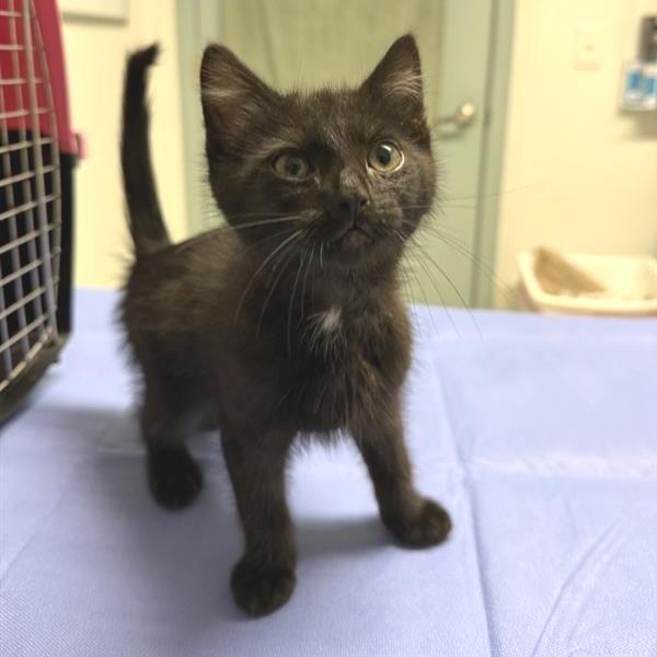 Marco, Adoptable, Kitten Male Domestic Medium Hair.