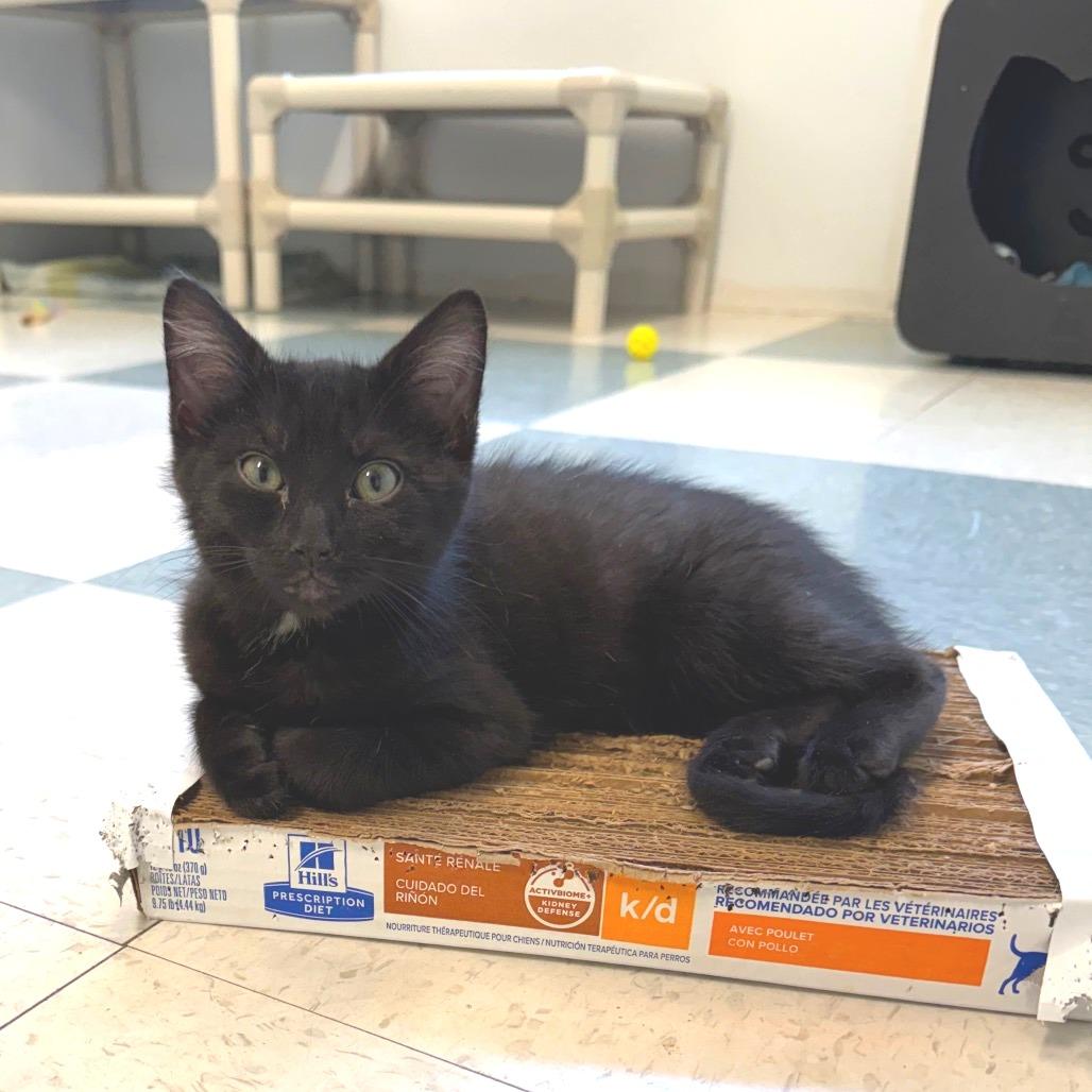 Enlarge Marco, a Adoptable Domestic Medium Hair in Mount Shasta, CA image 2/2