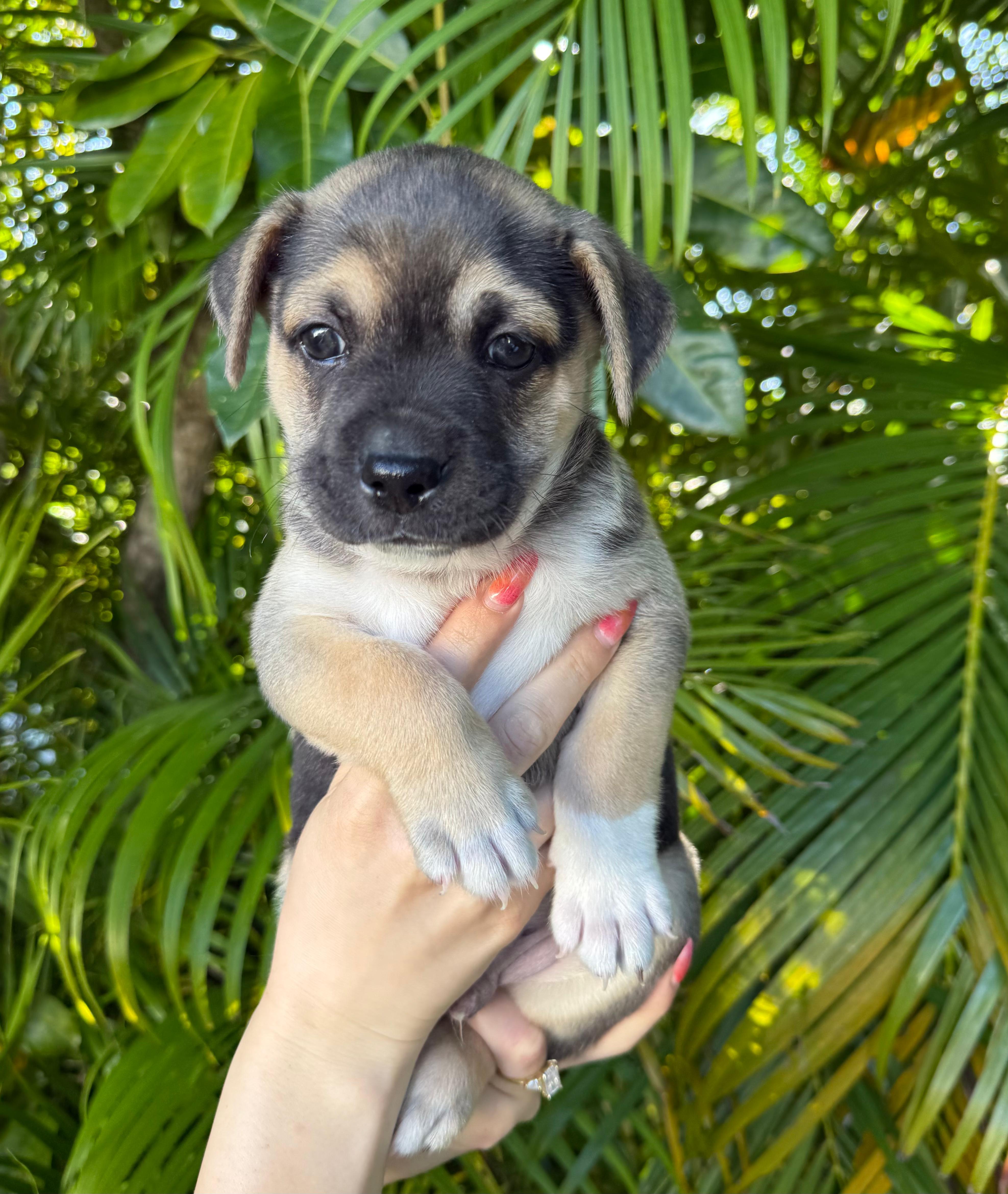 Tex, a Adoptable Mixed Breed in Gainesville, FL image 3/4