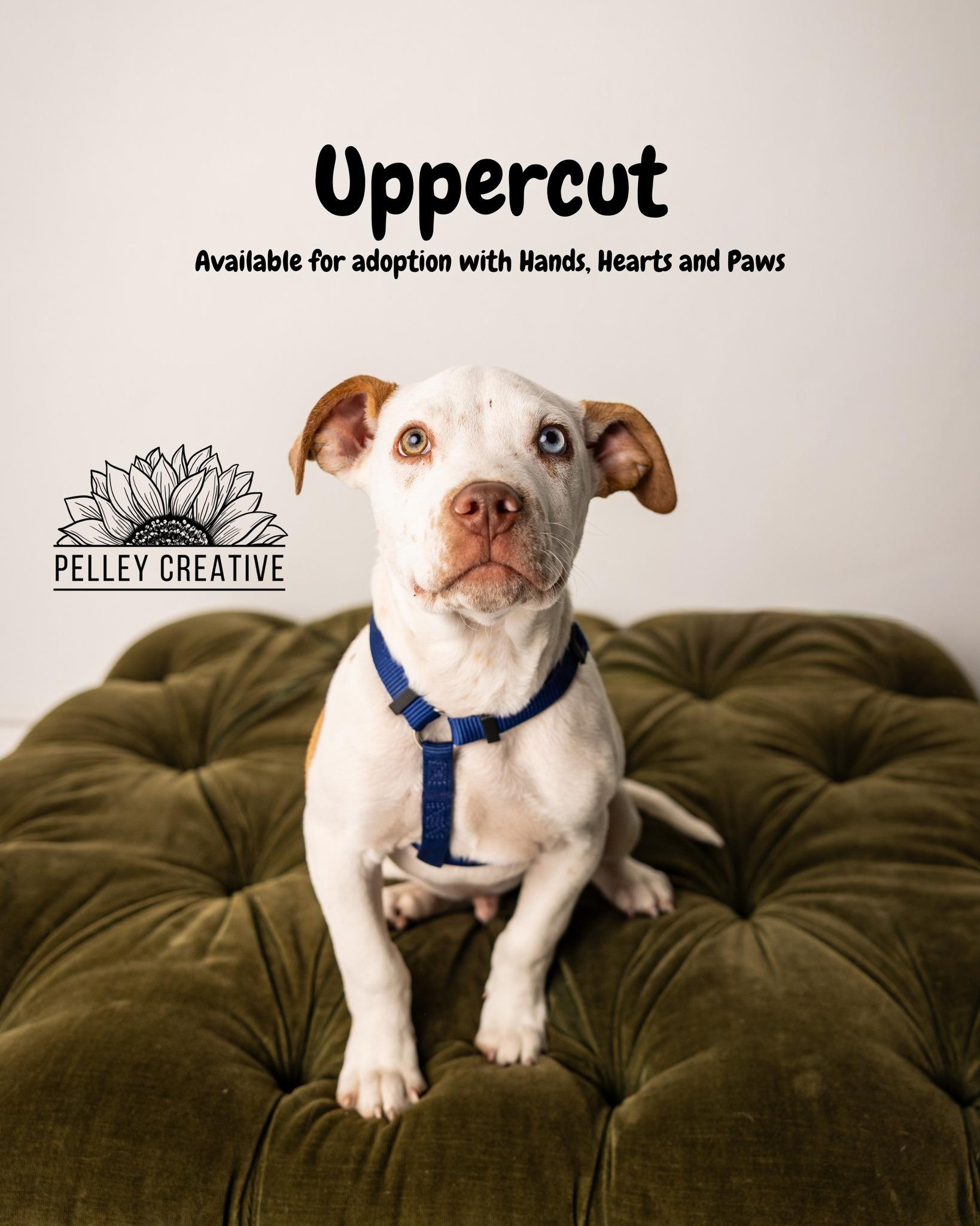 Enlarge Uppercut, a ADOPTABLE mixed breed in Omaha, NE image 1/3