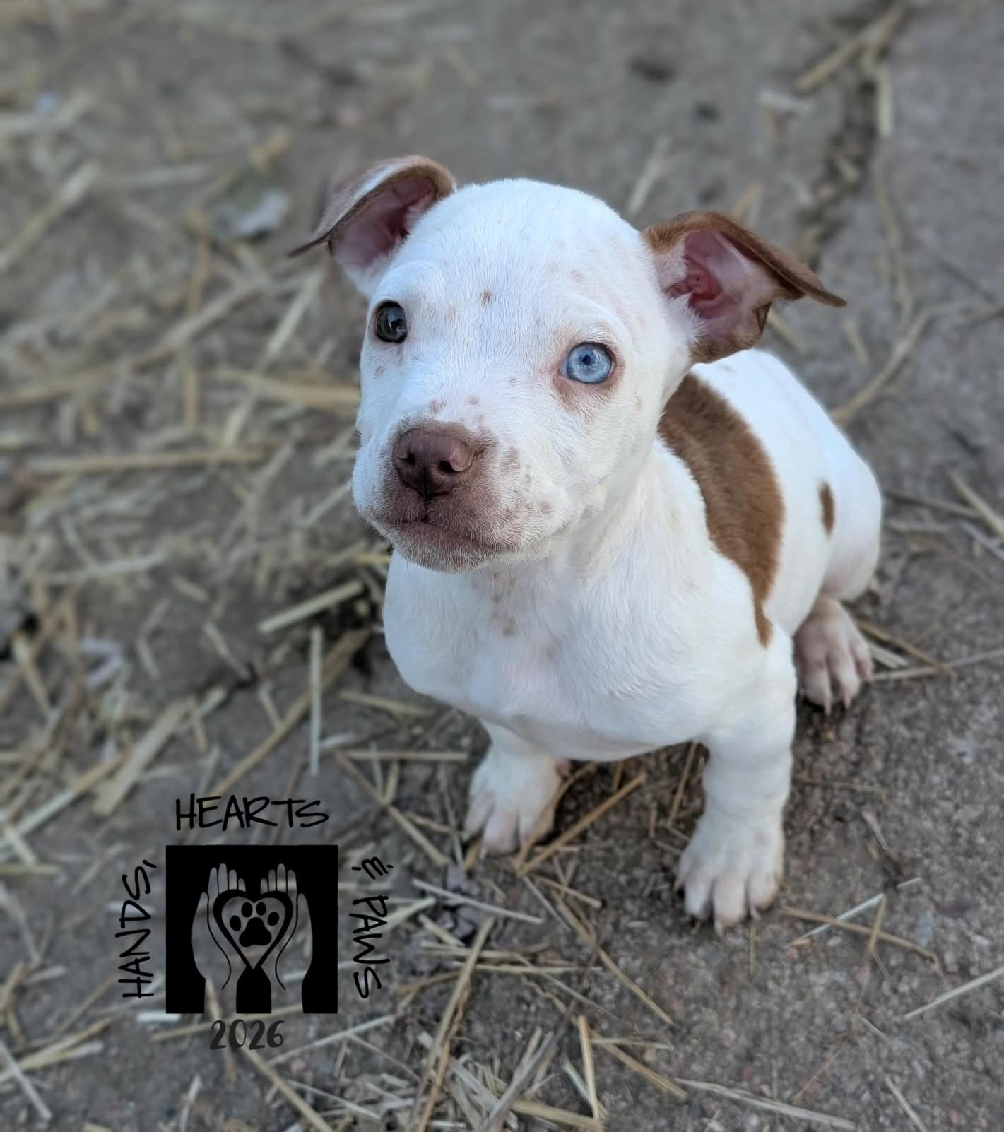 Uppercut, ADOPTABLE, Puppy Male Terrier.