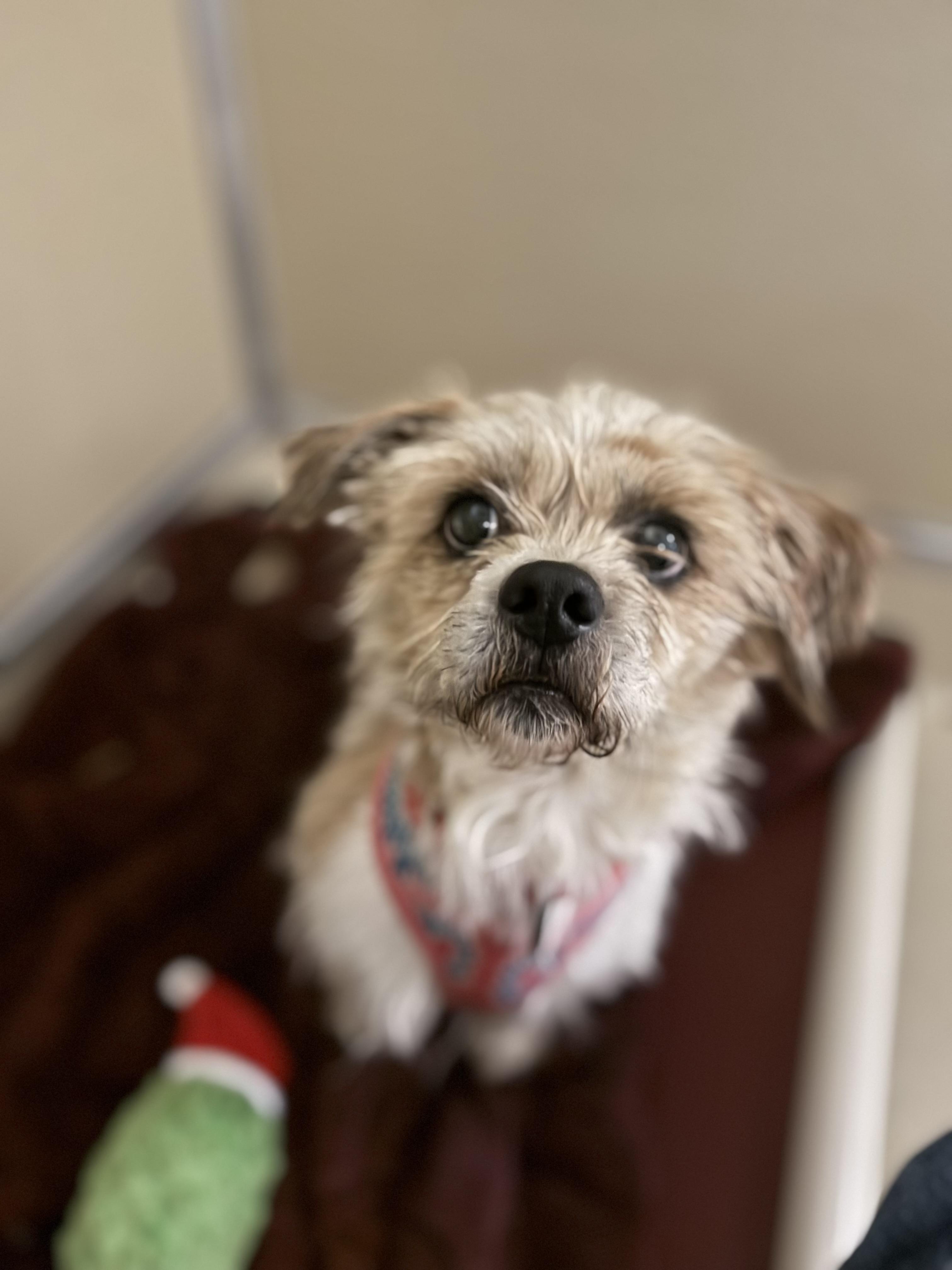 Jimmy, adopted, Adult Male Shih Tzu.