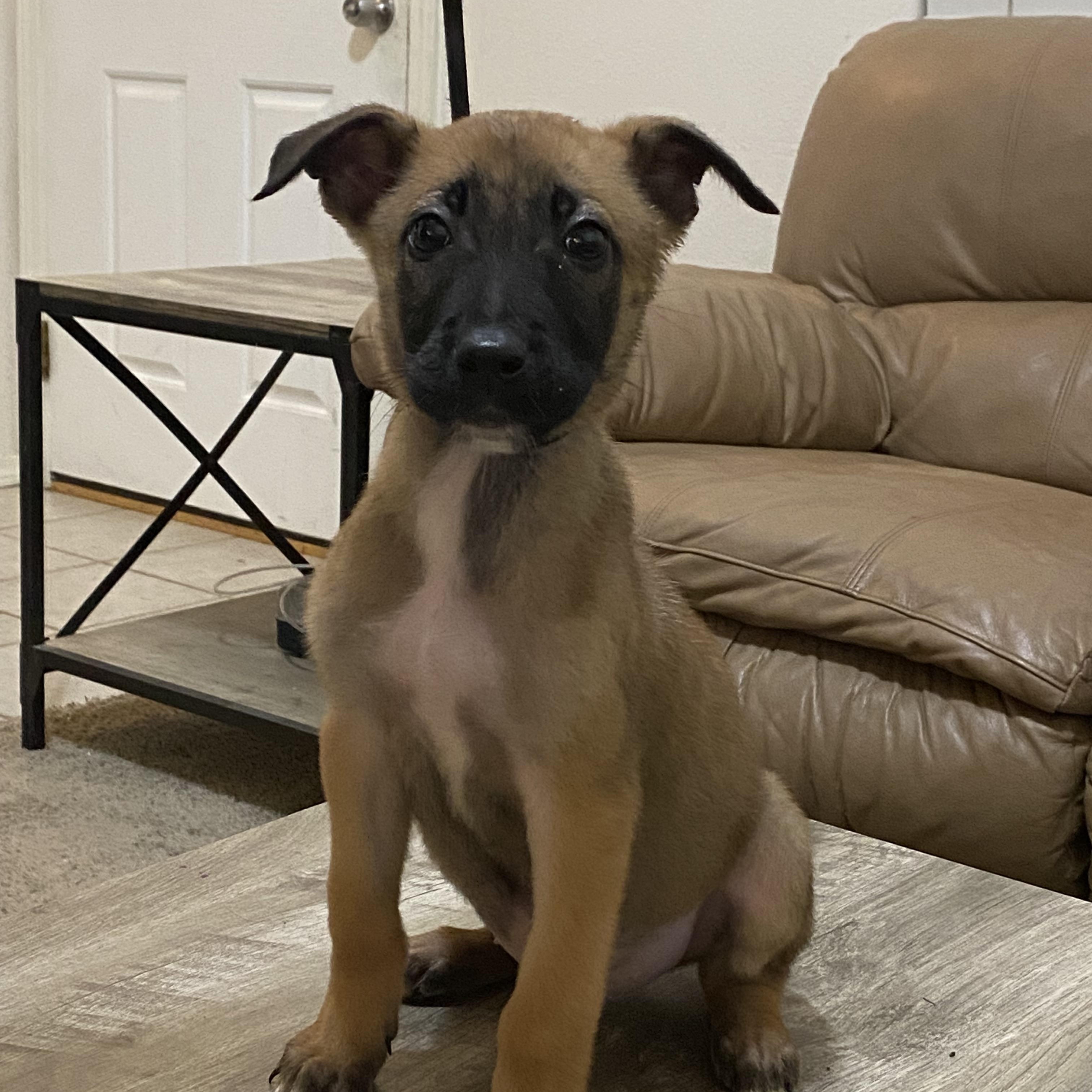Enlarge Micha, a ADOPTABLE Belgian Shepherd / Malinois in Kuna, ID image 1/1