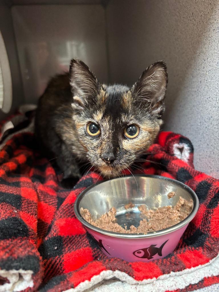 Cavatappi, Adoptable, Kitten Female Domestic Short Hair.