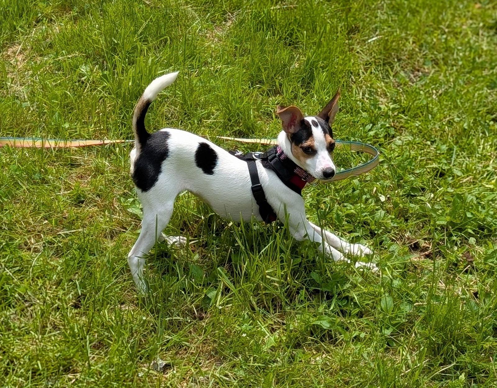 Enlarge Ingrid, a Adopted Jack Russell Terrier in Doylestown, PA image 1/3