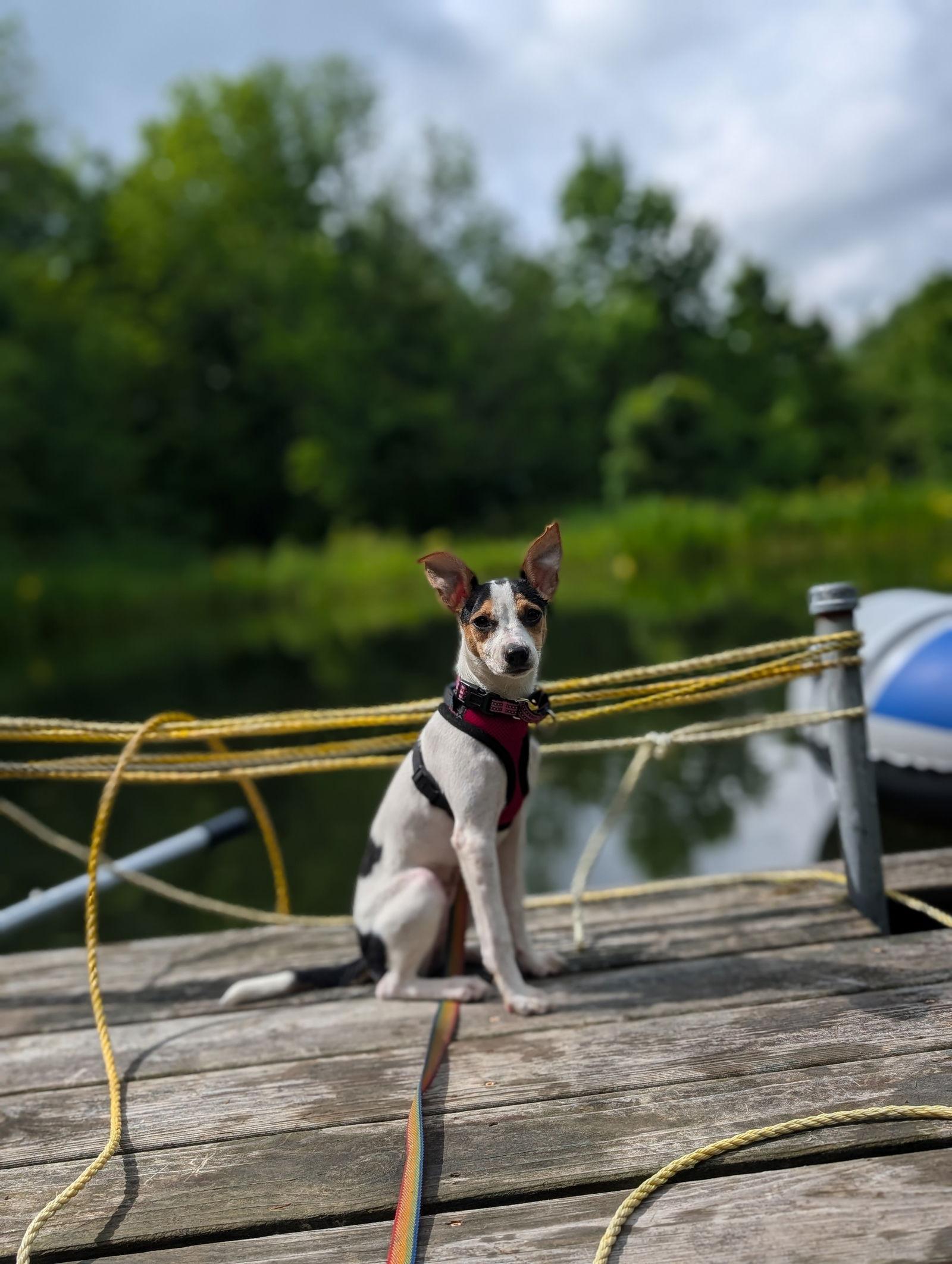 Enlarge Ingrid, a Adopted Jack Russell Terrier in Doylestown, PA image 2/3