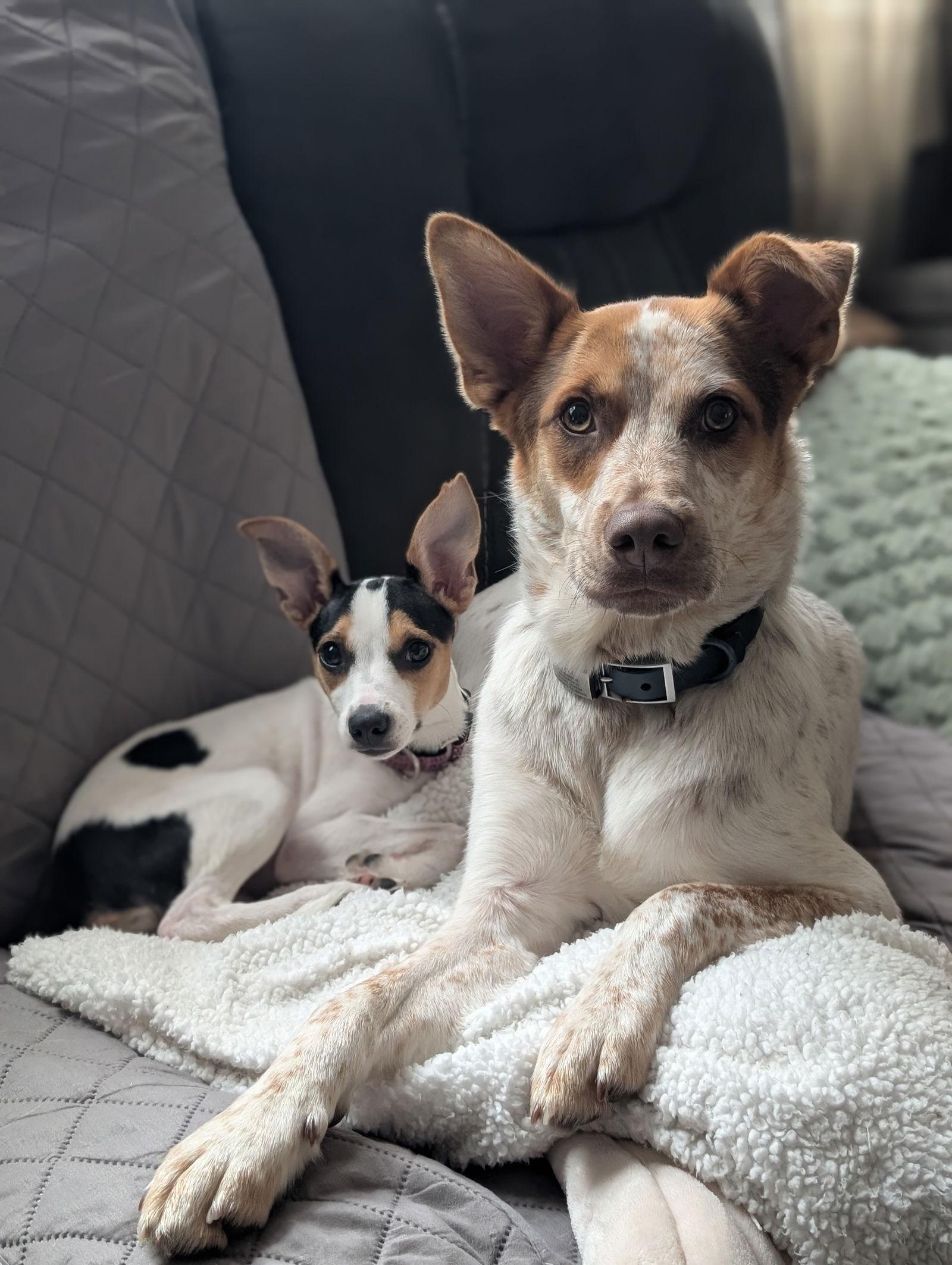 Enlarge Ingrid, a Adopted Jack Russell Terrier in Doylestown, PA image 3/3