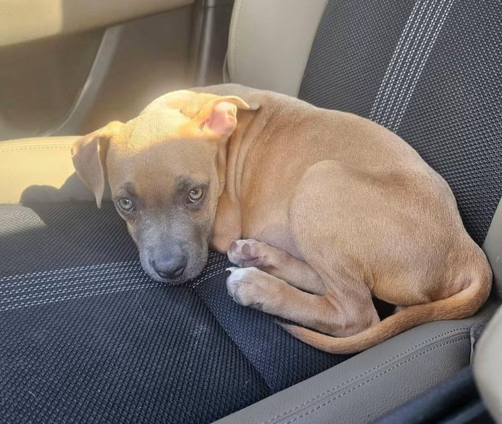 Enlarge Nia, a Adoptable mixed breed in Sedalia, CO image 2/4