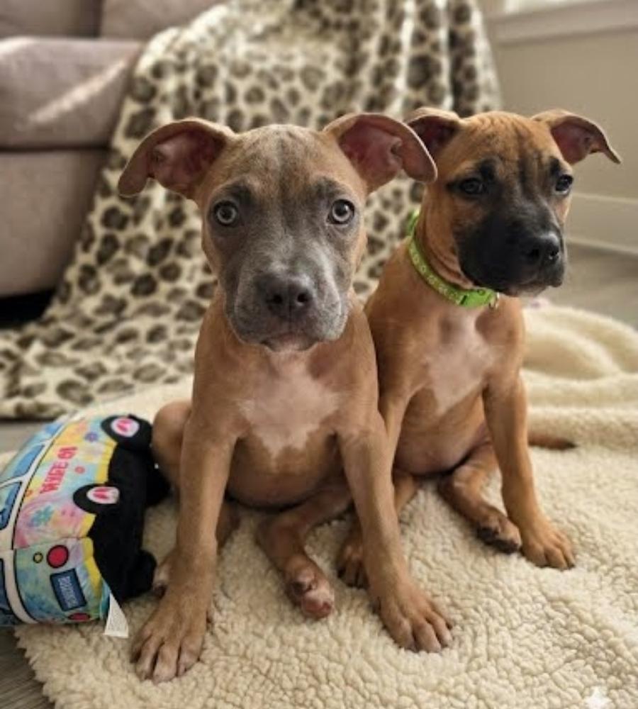 Enlarge Nia, a Adoptable mixed breed in Sedalia, CO image 4/4