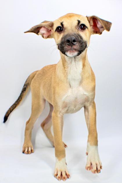 Sharky, Adoptable, Puppy Female Beagle & Terrier.