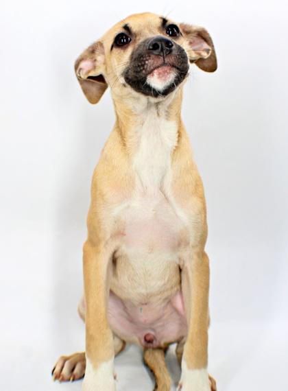 Enlarge Sharky, a Adoptable mixed breed in Morton Grove, IL image 2/2